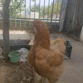 brama