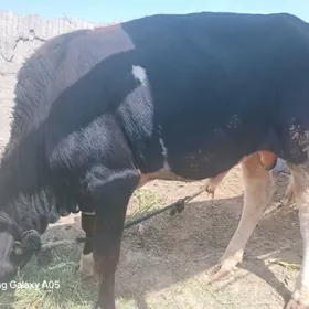 ökuz