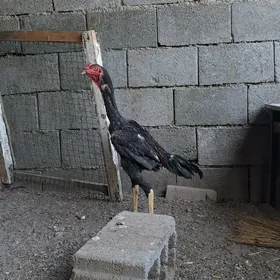 Taşgent horaz