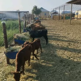 Göle