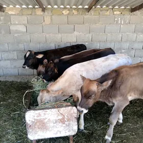ökuz