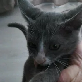 котенок