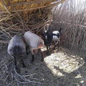 öý haýwanlary goýunlar we geçi