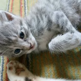 pişikler котята
