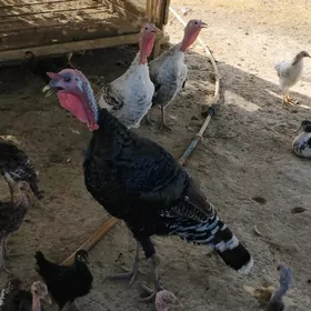 Ýaş induklar