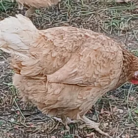 guzlayan towuklar