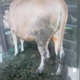 tüwe
