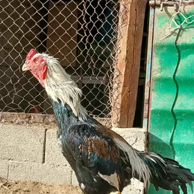 horaz
