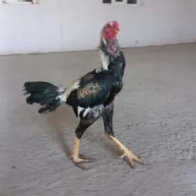 baysow horaz