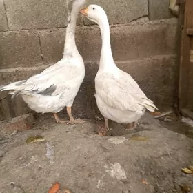 ordek