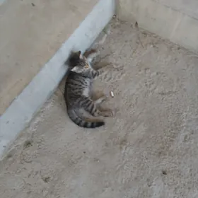 pişik