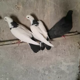 kepderi.