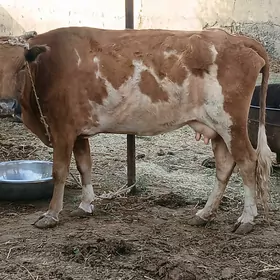 gysyr sygyr