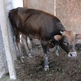 Öküz