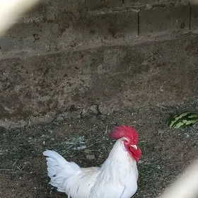 horaz