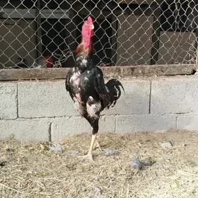 Taşkent horaz