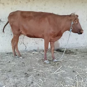 Yash Sygyr