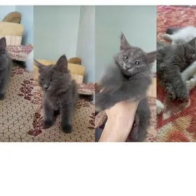 отдаем котят им два месяца