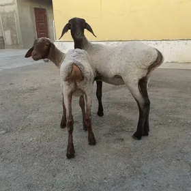 Tokli