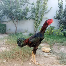 taşkent horaz