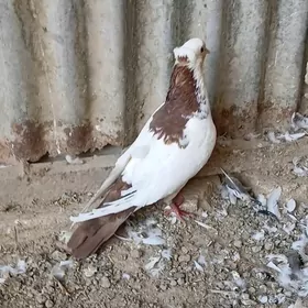 kepderi