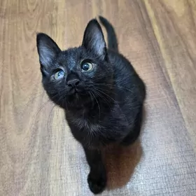 Отдадим КОТЕНКА бесплатно!