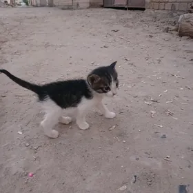 котята