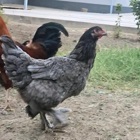 brama