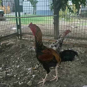 horaz