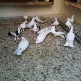Kepderi