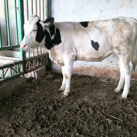 tuwe