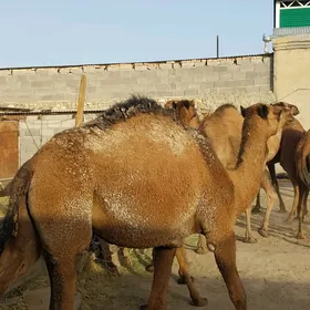 Düye
