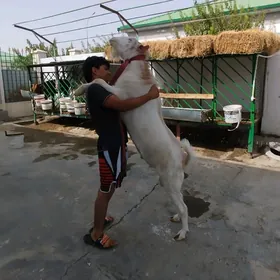 Geçi