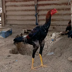 horaz