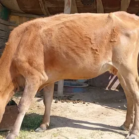 1 guzlan sygyr