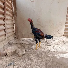 horaz