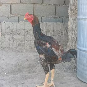 TAŞKENT HOROZ