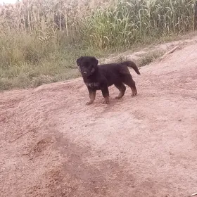 овчарка afçarka