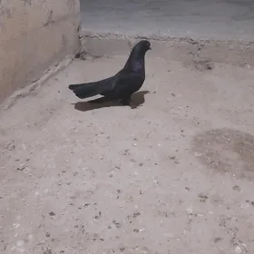 gara erkek 15 guruk