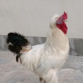 Brama Horaz