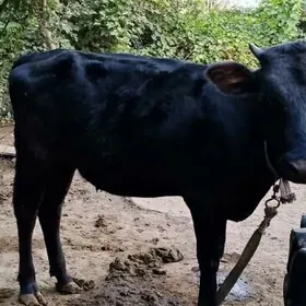 gulajun