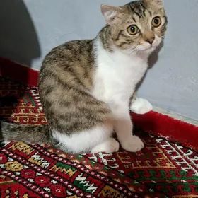 pişik