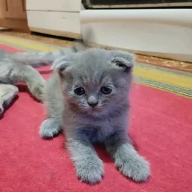 котенок- британка