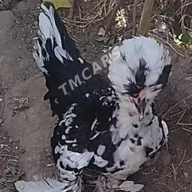 японский