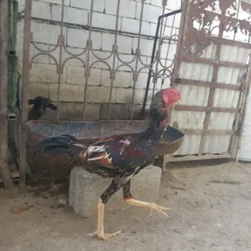 horaz