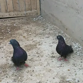 kepderi