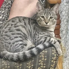 котик в добрые руки