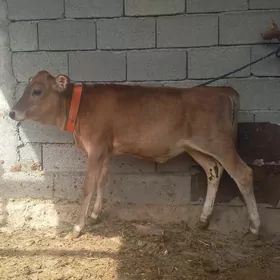 okuz okuzce tuwe gole
