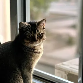 шиншилла кот