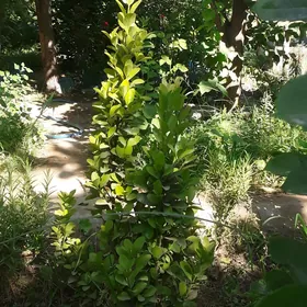 Baglar